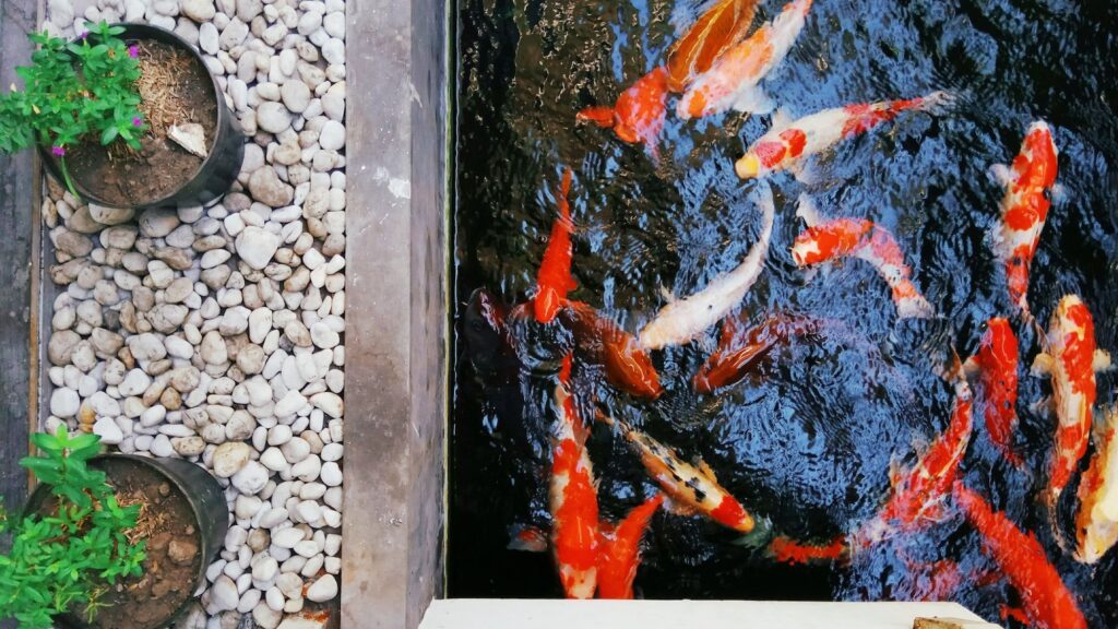 ikan